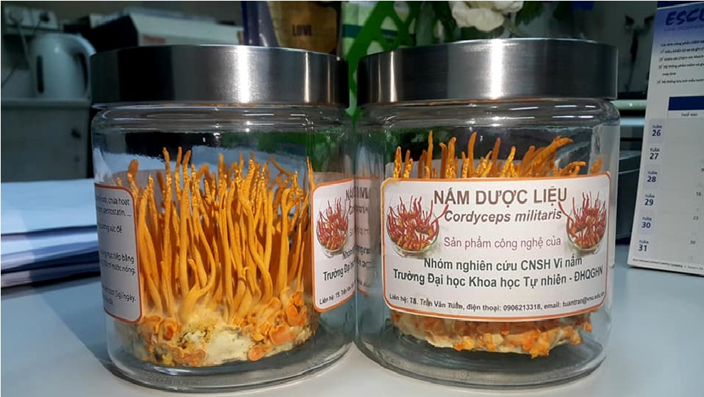 Công nghệ lai tạo các chủng nấm dược liệu Cordyceps militaris năng suất cao, không bị thoái hóa trong quá trình sản xuất, chứa hàm lượng cao các hoạt chất sinh học